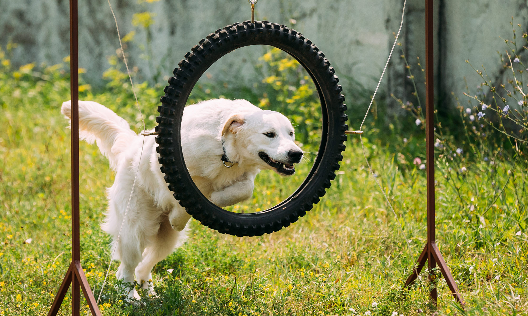 DIY Backyard Playground Ideas For Your Dog