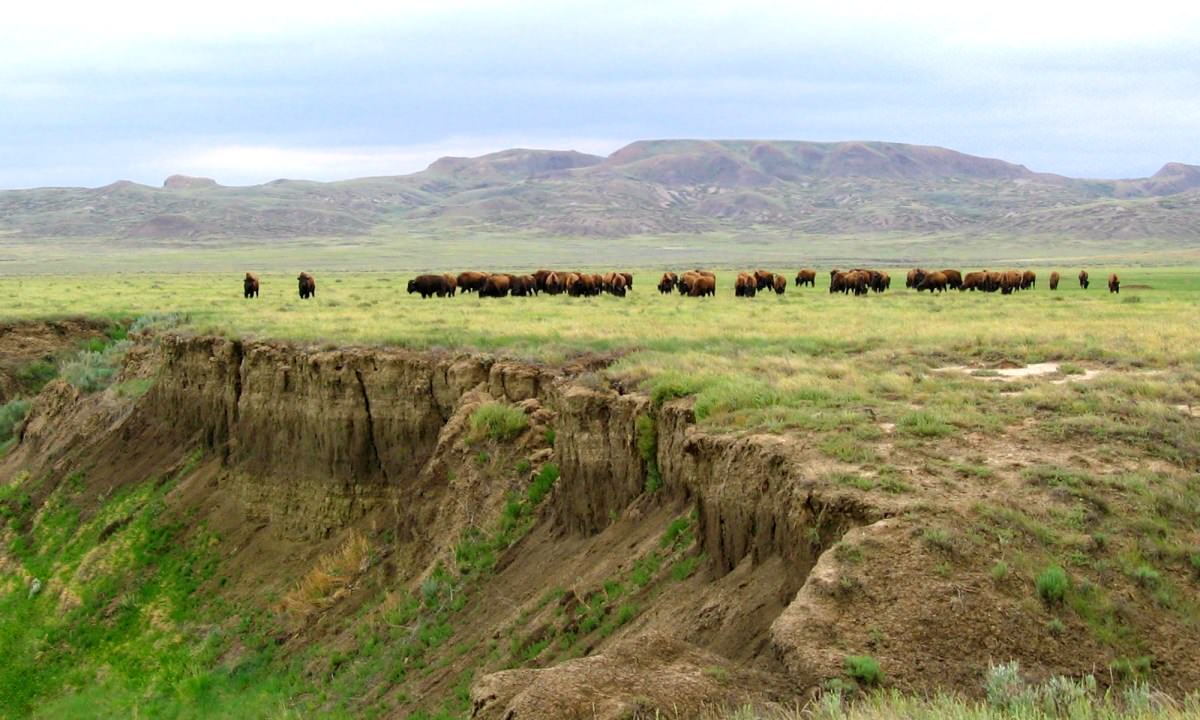 grasslands