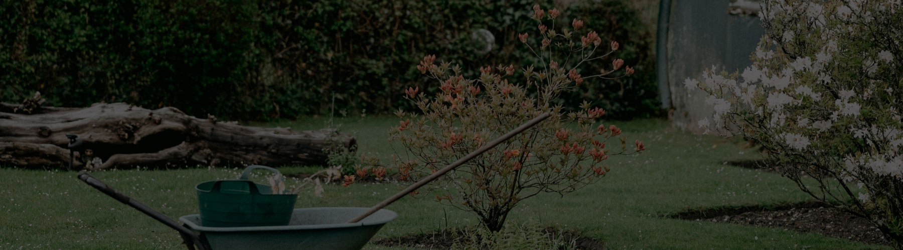 Grassy garden scene with a wheelbarrow, planter box and flowering trees. 