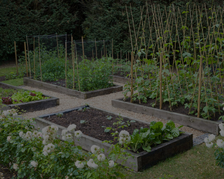 picture of raised bed garden boxes